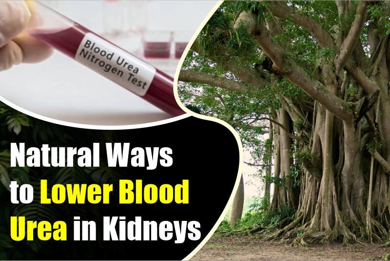 Natural Ways to Lower Blood Urea in Kidneys